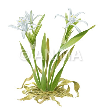 Realistic painting of the Sea Daffodil,Pancratium maritimum signed by the artist Roger Swainston