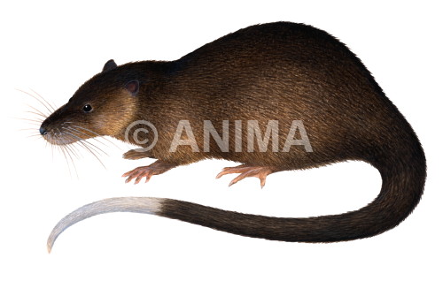 Realistic painting of the Water Rat signed by the artist Roger Swainston