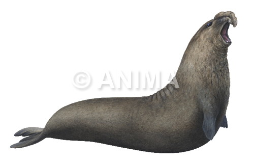 Realistic painting of the Elephant Seal, signed by the artist Roger Swainston 