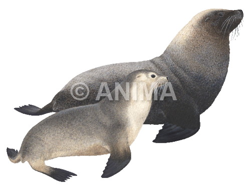 Realistic painting of the Australian Sea Lion and juvenile signed by the artist Roger Swainston