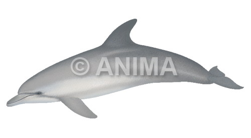 Realistic painting of the Bottlenose Dolphin signed by the artist Roger Swainston