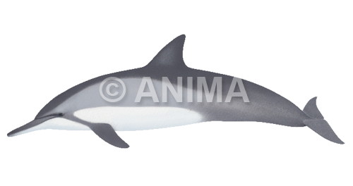 Realistic painting of the Long snouted Spinner Dolphin signed by the artist Roger Swainston 