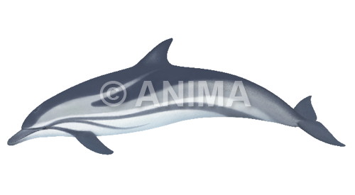 Realistic painting of the Striped Dolphin signed by the artist Roger Swainston