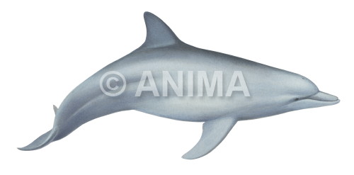 Realistic painting of the well loved Indo pacific Bottlenose Dolphin signed by the artist Roger Swainston 