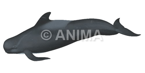 Realistic painting of the Long finned Pilot Whale signed by the artist Roger Swainston 