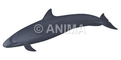 Realistic painting of the False Killer Whale signed by the artist Roger Swainston 