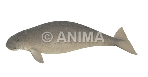 Realistic painting of the Dugong signed by the artist Roger Swainston 