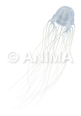 Realistic painting of the Box Jellyfish signed by the artist Roger Swainston