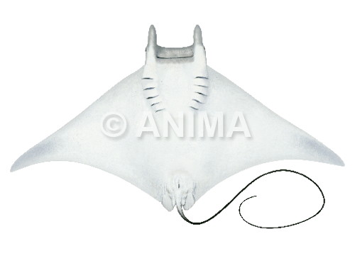 Giant Devil ray, Ventral view,Realistic painting by Roger Swainston