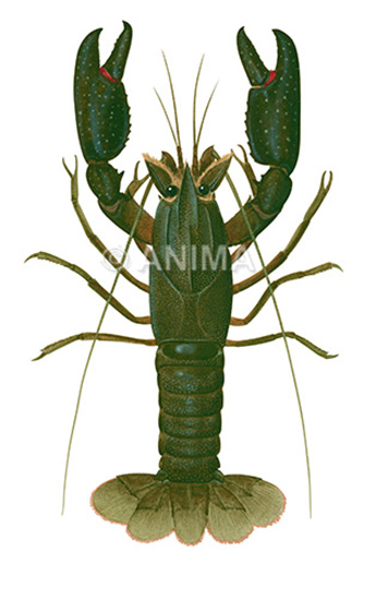 Gilgie_Cherax quinquecarinatus