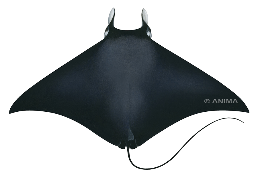 Realistic painting of the majestic Atlantic Devil ray signed by the artist Roger Swainston