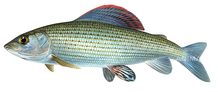 Realistic painting of the Grayling/Ombre Commun signed by the artist Roger Swainston,Acrylic on Archival paper 