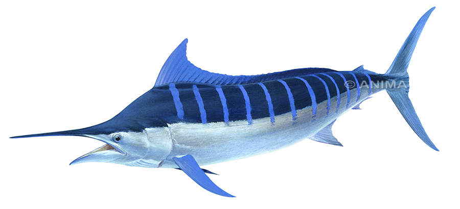 Realistic painting of the Blue Marlin signed by the artist Roger Swainston