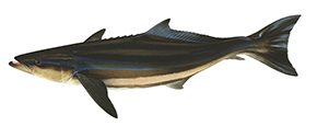 5097_Cobia2_Rachycentron_canadus_WA.jpg