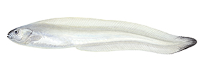 5146_Limp_Eelpout_Melanostigma_gelatinosum.jpg