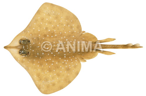 Whitespotted Skate,Dipturus cerva,Scientific fish illustration by Roger Swainston