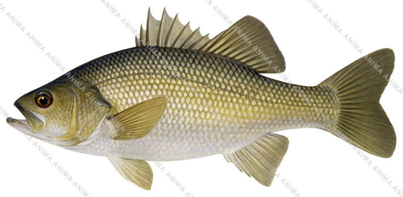 Australian Bass,Macquaria novemaculeata by Roger Swainston ANIMA