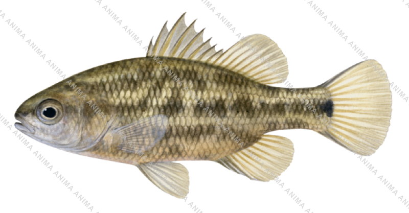 Ewen Pygmy Perch,Nannoperca variegata by Roger Swainston ANIMA