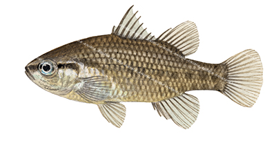 Yarra Pygmy Perch,Edelia obscura by Roger Swainston ANIMA