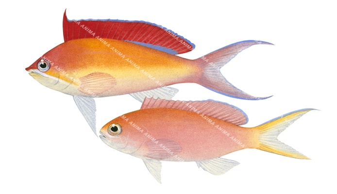 Fairy Basslet,Pseudanthias dispar,scientific High Res illustration by Roger Swainston