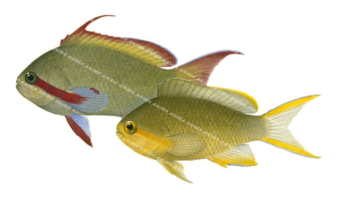 Pacific Basslet,Pseudanthias huchtii,Scientific fish illustration by Roger Swainston,Anima.fish