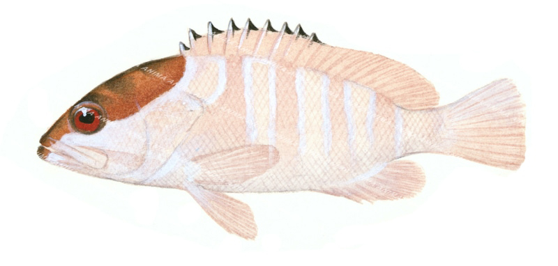 Blacktip Rockcod,Epinephelus fasciatus,High quality illustration by R.Swainston