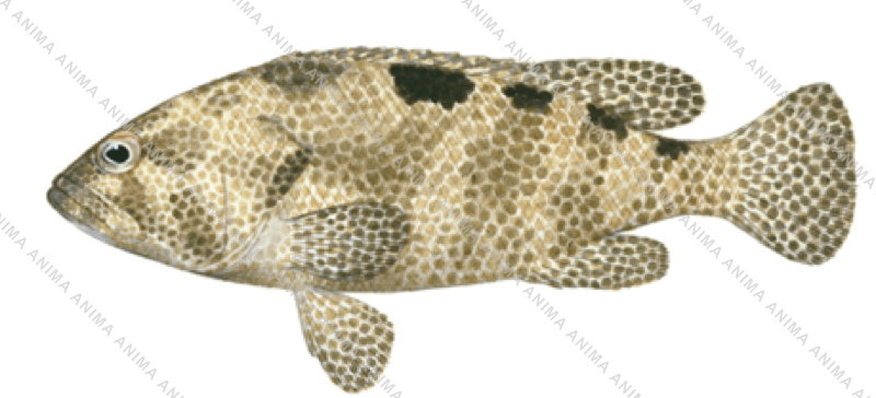 Foursaddle Rockcod,Epinephelus spilotoceps,realistic High Res illustration by Roger Swainston