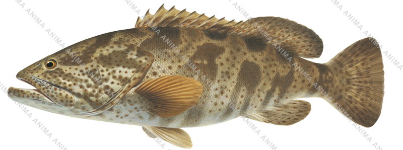 Orangespotted Rockcod-6 ,Epinephelus coioides,Scientific fish illustration by Roger Swainston,Anima.fish