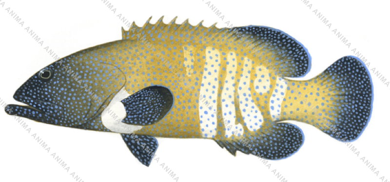 Peacock Rockcod-2,Cephalopholis argus,Scientific fish illustration by Roger Swainston,Anima.fish