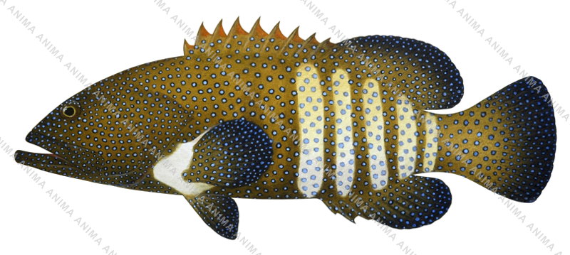 Peacock Rockcod-3,Cephalopholis argus,Scientific fish illustration by Roger Swainston,Anima.fish