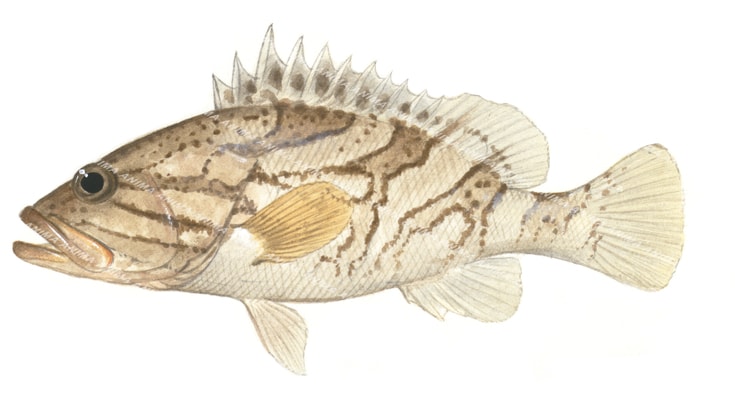 Radiant Rockcod,Epinephelus radiatus,Scientific fish illustration by Roger Swainston,Anima.fish