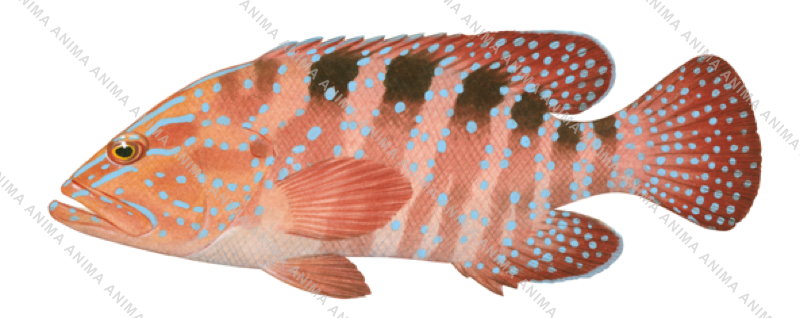 Sixband Rockcod,Cephalopholis sexmaculata,Roger Swainston, Animafish