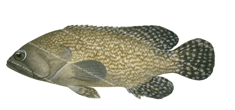 Specklefin Rockcod,Epinephelus ongus,Roger Swainston,Animafish