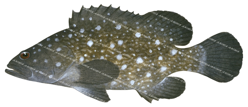 Whitespotted Rockcod,Epinephelus caeruleopunctatus,Roger Swainston,Animafish