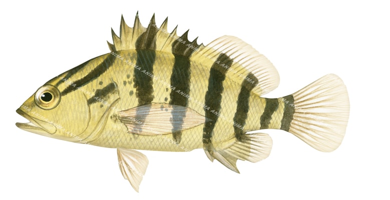 Blackbanded Seaperch,Hypoplectrodes annulatus,Scientific fish illustration by Roger Swainston