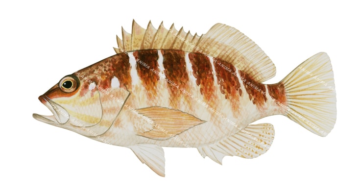 Halfbanded Seaperch,Hypoplectrodes maccullochi,Scientific fish illustration by Roger Swainston, Anima.fish