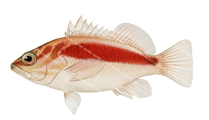 Red Seaperch,Hypoplectrodes cardinalis,Roger Swainston,Animafish