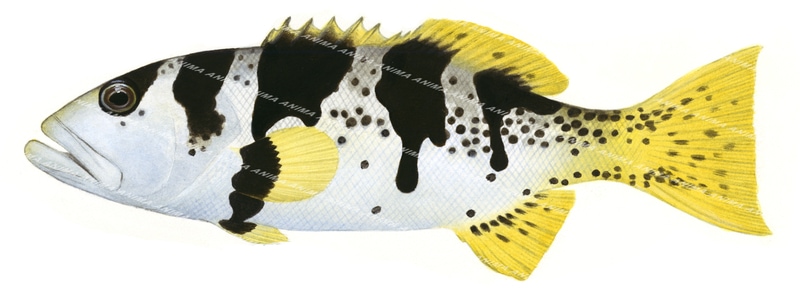 Bluespotted Coral Trout,Plectropomus laevis,Scientific fish illustration by Roger Swainston