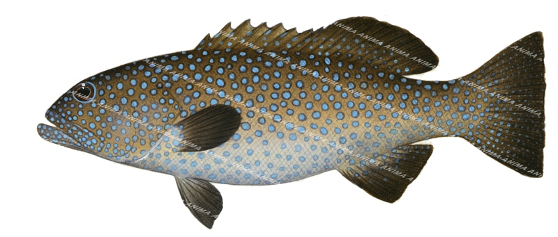 Passionfruit Coral Trout-2,Plectropomus areolatus,Roger Swainston,Animafish