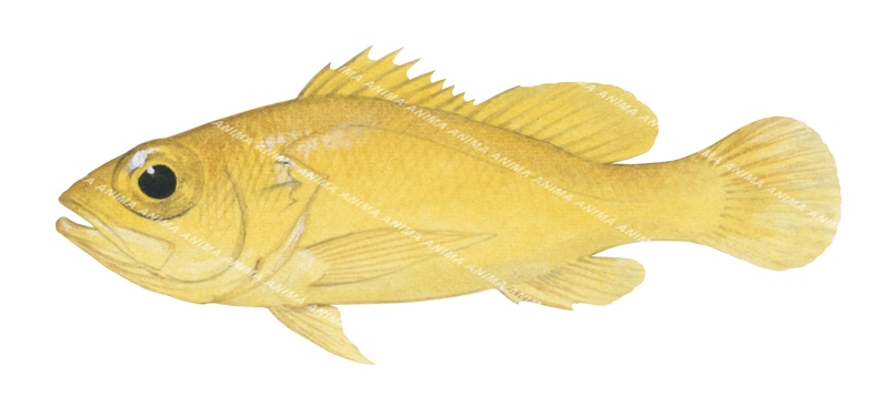 Citron Perchlet,Plectranthias megalophthalmus,Scientific fish illustration by Roger Swainston