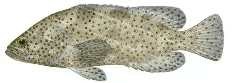 Coral Grouper,Epinephelus corallicola,Scientific fish illustration by Roger Swainston