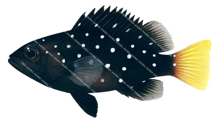 Starstudded Grouper,Epinephelus niphobles,Roger Swainston,Animafish