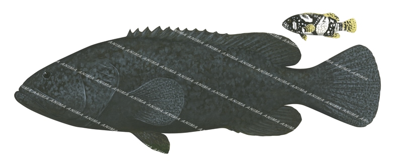 Queensland Groper-1,Epinephelus lanceolatus,Scientific fish illustration by Roger Swainston,Anima.fish