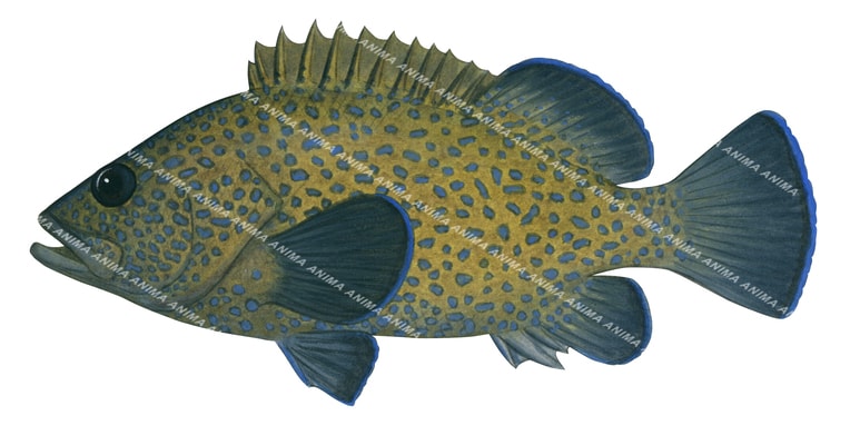 Eastern Wirrah,Acanthistius ocellatus,Scientific fish illustration by Roger Swainston