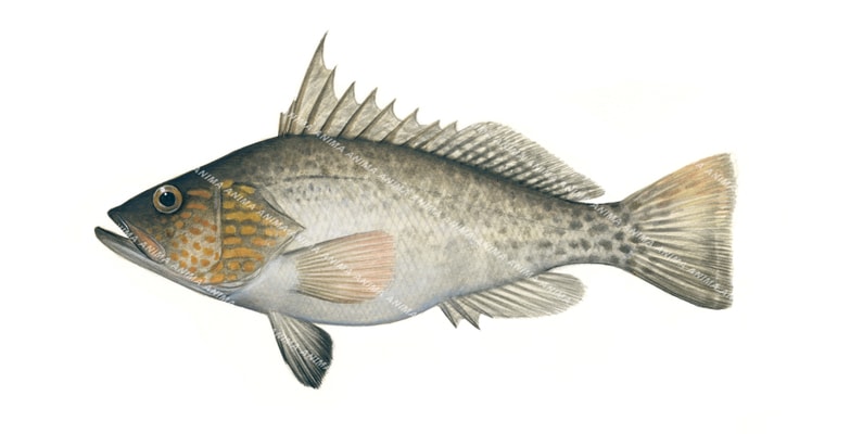 Parrot Sandbass,Paralabrax loro,Scientific fish illustration by Roger Swainston,Anima.fish