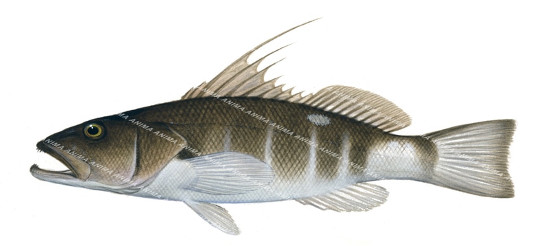 Grey Threadfin Bass,Cratinus agassizii,Scientific fish illustration by Roger Swainston, Anima.fish