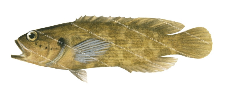 Honeycomb Podge,Pseudogramma polyacanthum,Scientific fish illustration by Roger Swainston, Anima.fish