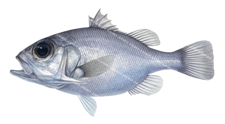 Spinycheck Seabass,Ostracoberyx paxtoni,High quality illustration by R.Swainston