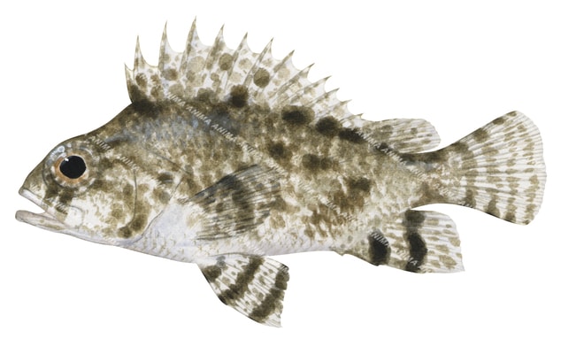 False Scorpionfish,Centrogenys vaigiensis,R.Swainston,Animafish