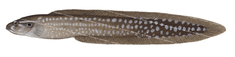 Spiny Eel-Blenny,Congrogadus,spinifer,Swainston,Animafish